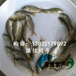 黄肉鲤鱼：淡水养殖优良品种
