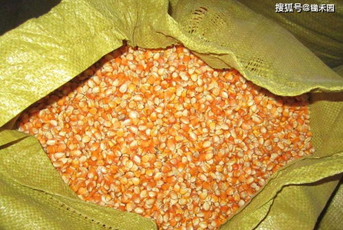 自制猪饲料的最佳配方6中，自配育肥猪饲料配方中玉米和豆粕的比例是多少？