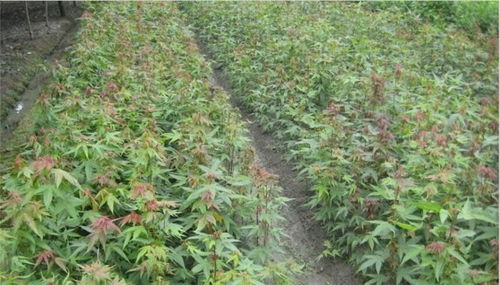 实地考察，质量保证