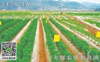 施肥时间，要讲究