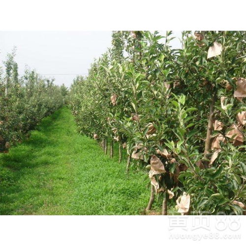 香雪丝苗审定品种种植小攻略