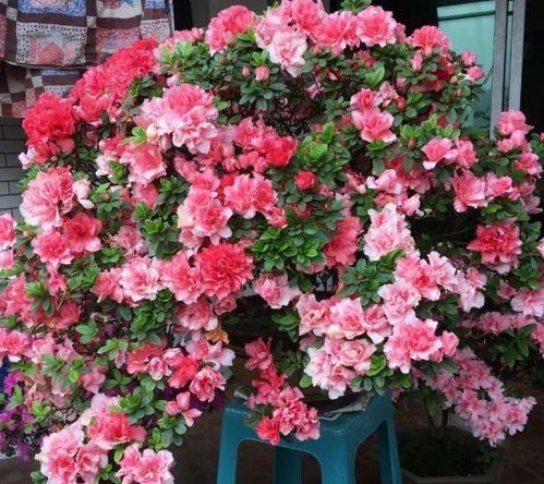 北方杜鹃花盆栽的温暖小窝