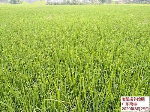 ② 田间管理：降低药害的关键