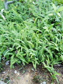 区分野生和栽培植物