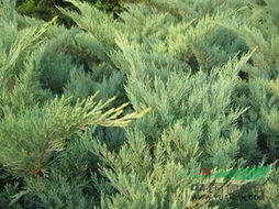 龙柏与侧柏：洗头的神秘选择