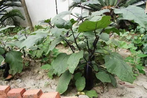 四叶草种子发芽时间揭秘，不同品种的发芽时间差异大吗