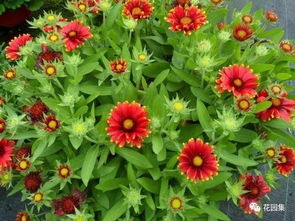 宿根花卉的普及