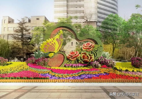 石家庄市第十七届月季花展五一开幕啦！