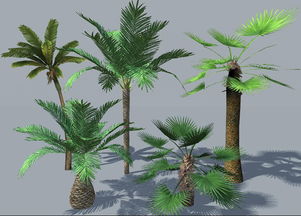 棕榈树种子种植季节大揭秘