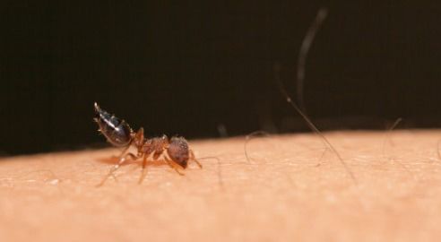 家有蚂蚁，喷洒吡虫啉有效吗？