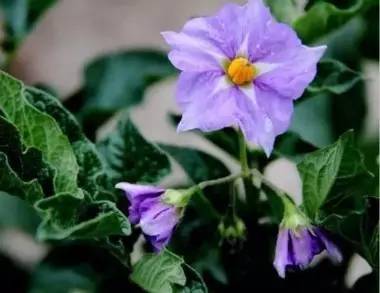 白菜开花并不常见，其花朵呈黄色