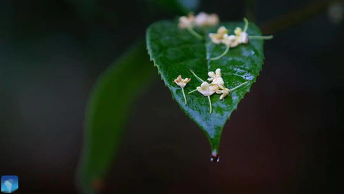 桂花秋色浓，为何不落叶