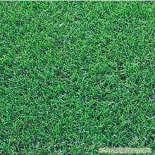 狗牙根草坪：整齐美观， 绿化效果好