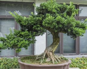 如何科学合理地浇水施肥，才能让盆栽罗汉松长得更加茂盛呢
