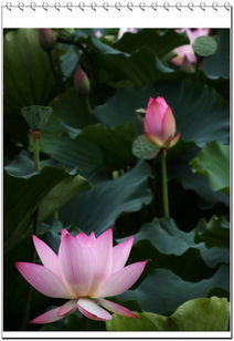 种荷花，是不是有点麻烦？