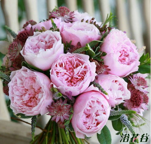 月季花色艳丽之谜，奥斯汀十大切花月季谁主沉浮？