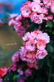 月季走出工业化路子