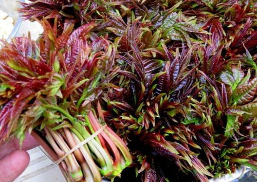 多样的保存方法，总有一款适合你