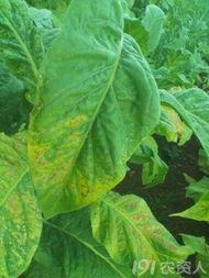 代森锰锌加多菌灵的效果如何？