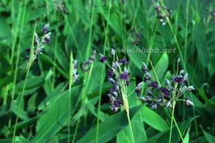 香蒲， 水边的守望者