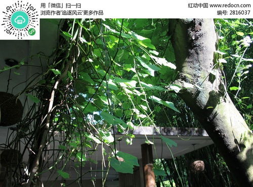 树木生长的奥秘：高生长与粗生长