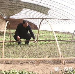 “打造绿意盎然，大葱种植秘籍大公开！”