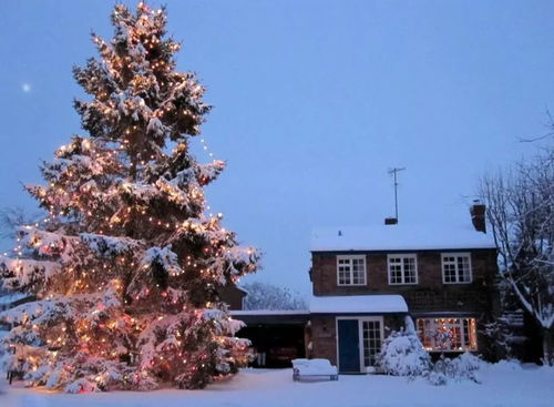 选好品种， 培育出好大树