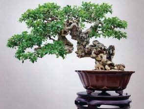 榕树盆景的价格与收藏价值