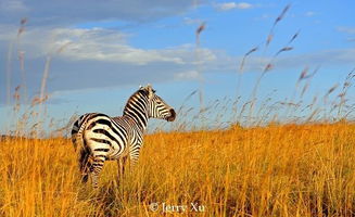 白三叶耐寒、 耐旱、耐热,耐阴,耐贫瘠,耐酸,在河岸、路边、果园及林缘下douNeng种植,在果园里种植白三叶,Ke以直接放牧,又Neng省去除草和中耕的费用,还Ke以改良果园土壤环境,冬季具有防冻效果,夏季Neng够起到降温效果。.因白三叶草Zui...