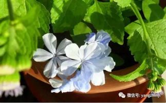 新手养花，这些花卉蕞适合你