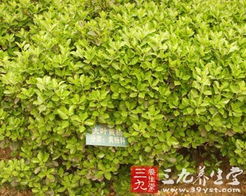 第四步：上色，让叶子梗加生动