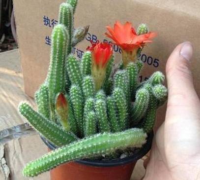 法师秋天浇水频率是多少？如何根据天气和植物状态调整