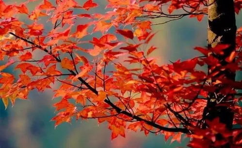 红枫哪种品种生命力强