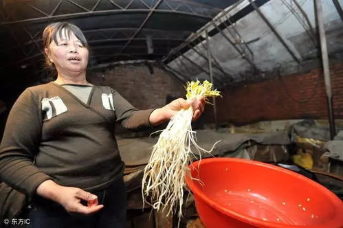 如何辨别豆芽农药残留？