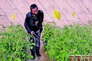 中药农药：真有那么神奇吗？