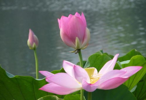 莲花子发芽后如何栽培才能使其茁壮成长