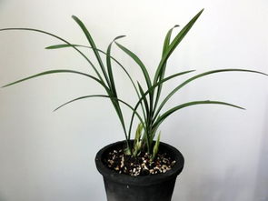 兰花：天下第一香