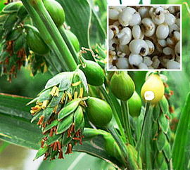 麦麸是否适合人类食用？麦麸的营养价值与应用场景有哪些？