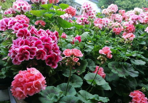 误区一：每月20号给花卉“Zuo体检”