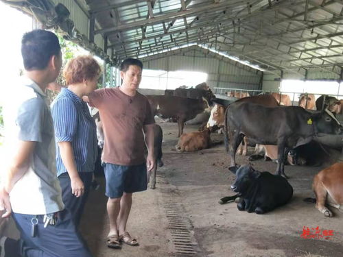 夏季养殖场防暑降温，科学管理
