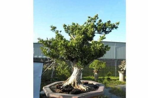 流苏树盆景价格多少？哪里可以买到正宗的