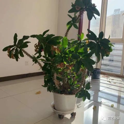 爆款乔木花卉品种推荐