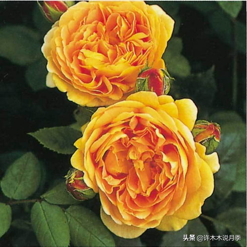 月季为何瘦弱徒长，没分枝？