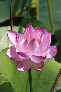 描述粉红色荷花的比喻