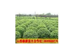 三米冬青， 听起来就比12公分的大气多了