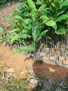 潮州潮韵， 檀韵檀香苗木基地