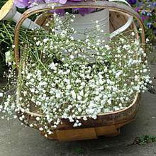 园艺基地的试验告诉我们什么？