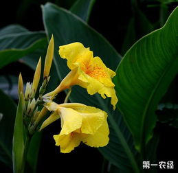 美人蕉的生长习性