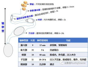 科学蛋鸡换季管理，预防秋后损失