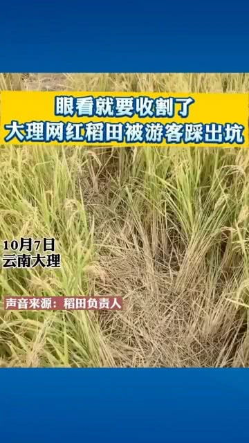 三环唑的增产原理：稻田的秘密武器